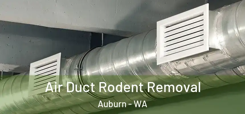 Air Duct Rodent Removal Auburn - WA