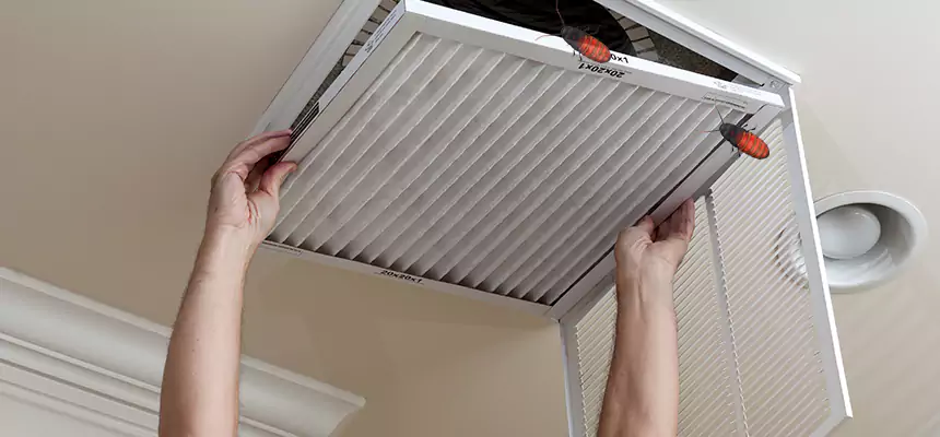 Our Insect Removal from Air Ducts Services in Auburn, WA